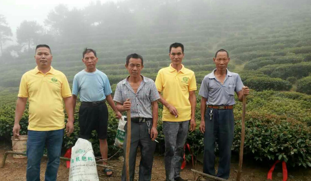 湖南祁阳茶叶种植基地