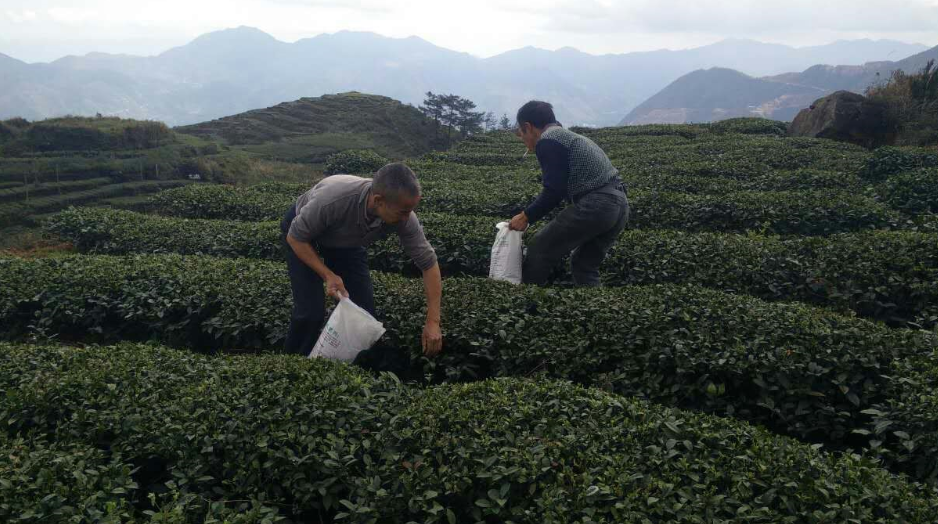 福建安溪茶叶基地